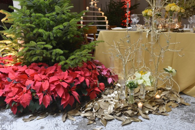 Poinsettia En Suelo