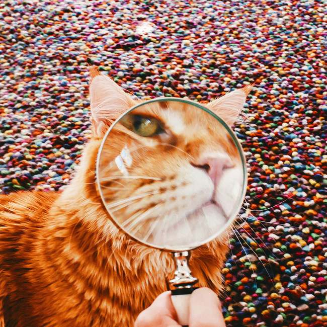 Ginger Cat Photography Kotleta Cutlet Kristina Makeeva Hobopeeba 26