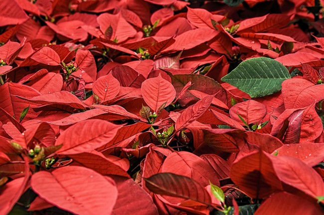 Poinsettia 557704 1920