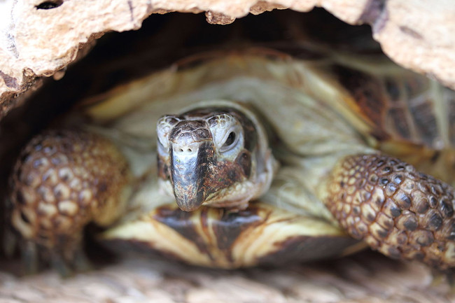 Tortugas En La Luna Primeras