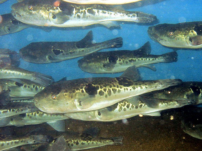 Fugu