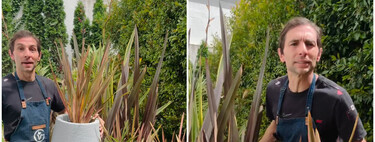 Emiliano Güemes, jardinero: "Estas son las tres plantas duras y resistentes para poner en el balcón"