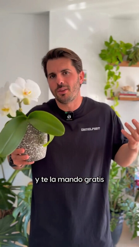 ORQUIDEA