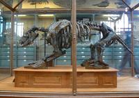 Perezosos gigantes en el Museo Aragonés de Paleontología