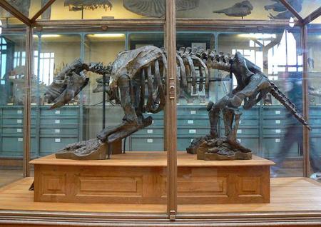 Perezosos gigantes en el Museo Aragonés de Paleontología