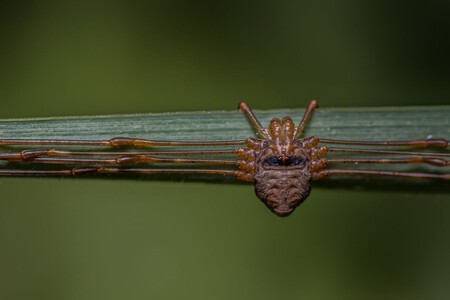 Dicranopalpus ramosus