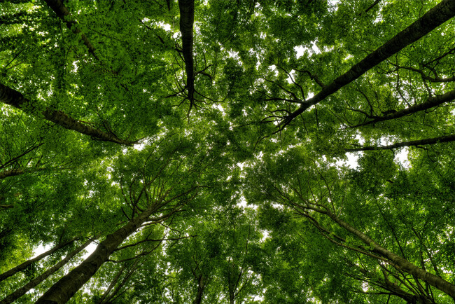 Arboles Rectos