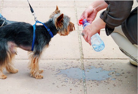 Beber agua Golpe de calor perros