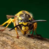 Adiós a las avispas en tu terraza, persianas o jardín. Estos trucos te ayudarán a conseguir que se vayan