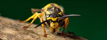 Adiós a las avispas en tu terraza, persianas o jardín. Estos trucos te ayudarán a conseguir que se vayan