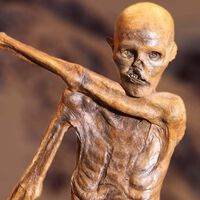 Cientistas examinam múmia de 5.300 anos mantida em congelador por 30 anos e fazem descoberta chocante: ela abriga um ecossistema com organismos vivos 