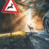 Si atropellas a un ciervo o un jabalí, el golpe puede ser lo de menos: la Guardia Civil deja explica cómo evitar que acabe en tragedia