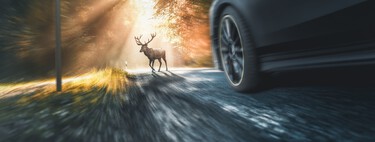 Cada año tenemos más de 36.000 accidentes con animales en España: la Guardia Civil explica qué hacer si te pasa