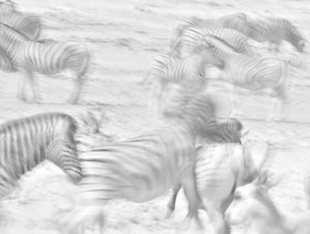 'En ocasiones componemos de memoria': Uge Fuertes Sanz, premiado en los Wildlife Photographer of the Year 2013