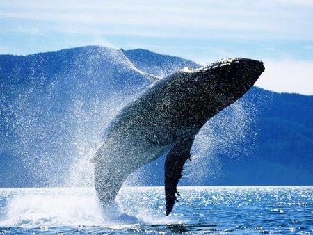¿Qué importa que las especies se extingan? (I)