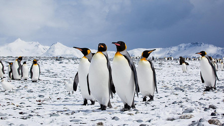 ¿Por qué los pingüinos no vuelan?