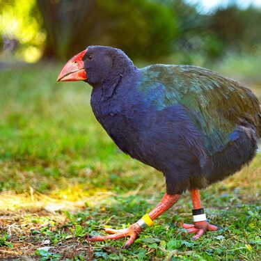 O erro de um século: pensávamos que esta ave tinha desaparecido há 125 anos, mas estava escondida em um refúgio o tempo todo 