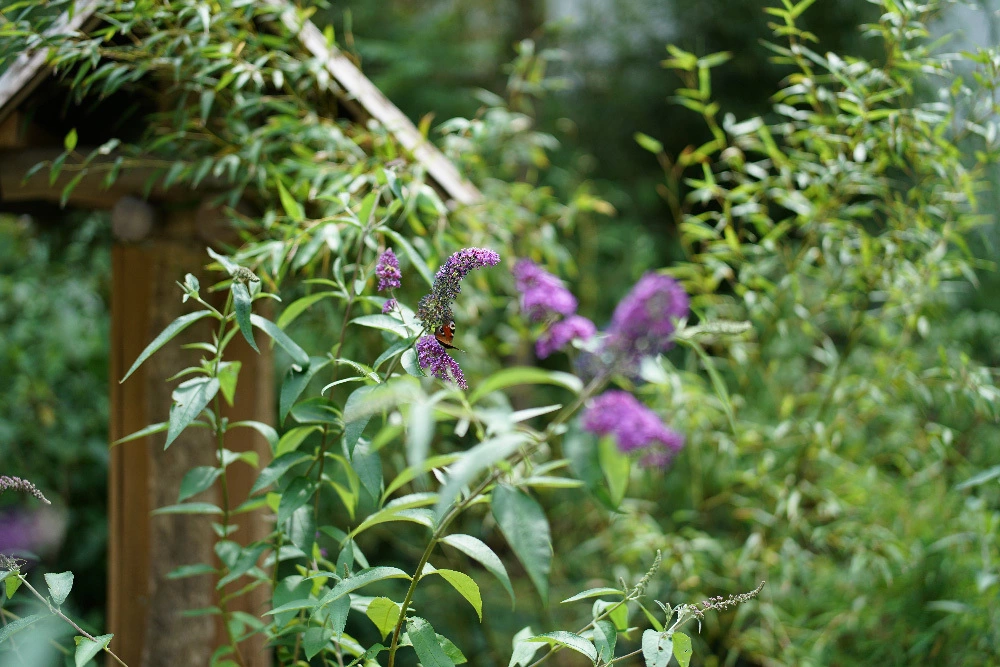 Foto de Muestras FE 50mm F1.4 ZA (12/16)