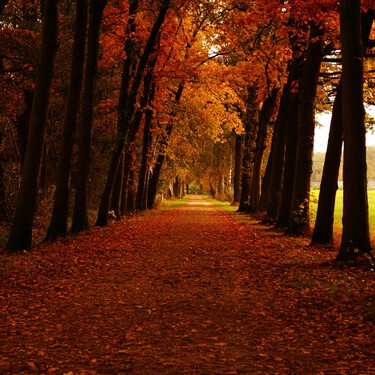 Parece Canadá pero es en México: hay un bosque de maple escondido en Jalisco y es una joya para visitar en otoño