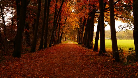 Parece Canadá pero es en México: hay un bosque de maple escondido en Jalisco y es una joya para visitar en otoño