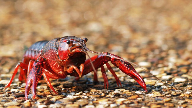 Crayfish 9485283350