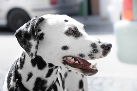dálmata-perro-manchas