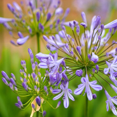 Las mejores plantas perennes con flor resistentes a la sequía: ocho hermosas especies que necesitan poca agua 