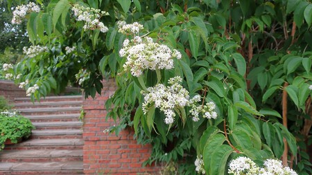 Heptacodium Micondoides1