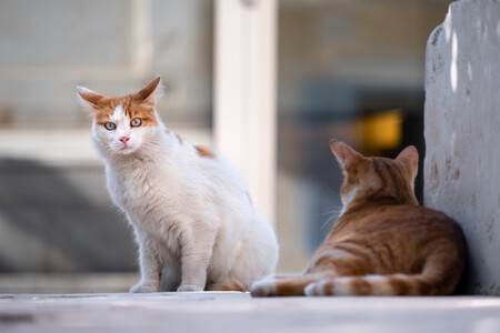 Especies Domesticas Exoticas Invasoras Gatos Colonias Ley Proteccion Animal1