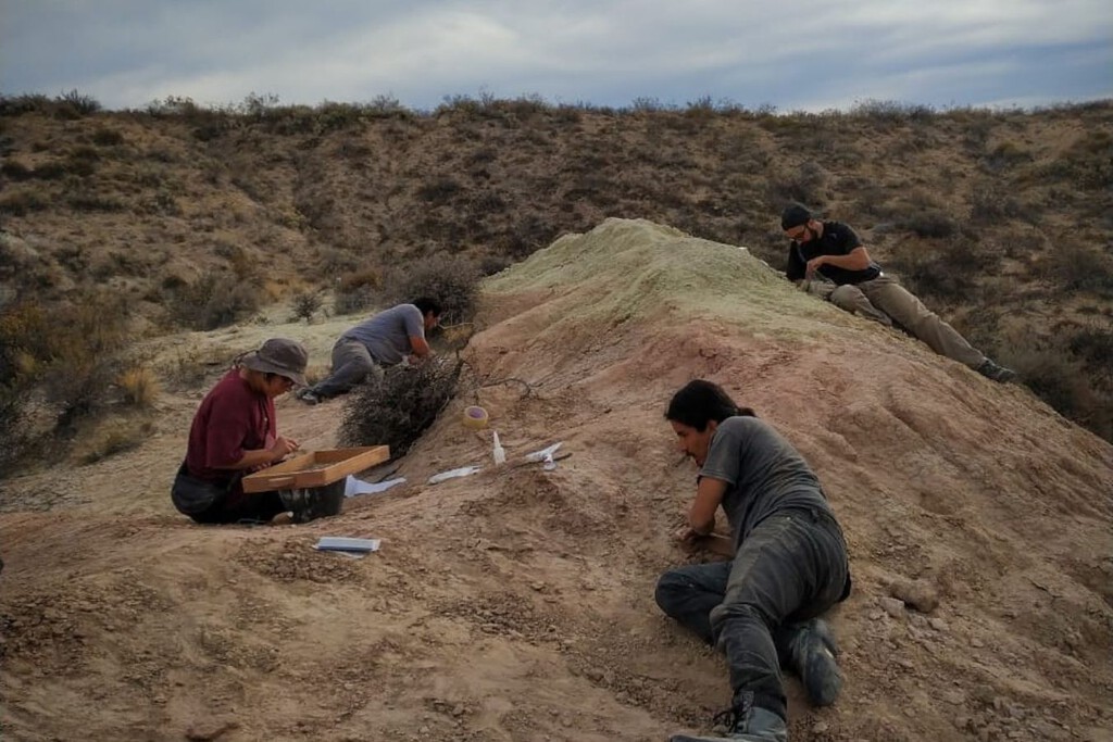 En Argentina se descubren dinosaurios en streaming: cuál es la misión y los horarios para seguir el proceso palentológico de rescatar fósiles