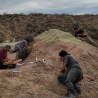 En Argentina se descubren dinosaurios en streaming: cuál es la misión y los horarios para seguir el proceso palentológico de rescatar fósiles
