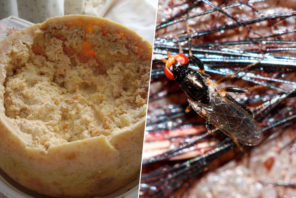 Lo que hace a este queso el más peligroso del mundo no son sus ingredientes. Es lo que está vivo cuando lo abres