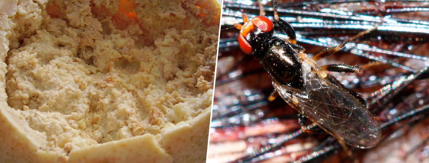Textured beige-colored substance filling round container and close-up of black insect with translucent wings and red eyes.