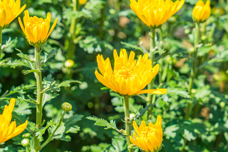 Chrysanthemums Flowers Vietnam Yellow Yellow Flowers Plant 1634833 Pxhere Com