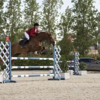 Video: Inusual competencia entre un  caballo y un León…de SEAT