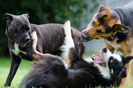 Pasear Dos Perros Grandes A La Vez