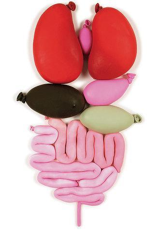 digestion