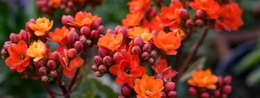 Cómo cuidar el kalanchoe: cuánto regarlo y dónde colocarlo para que florezca durante meses