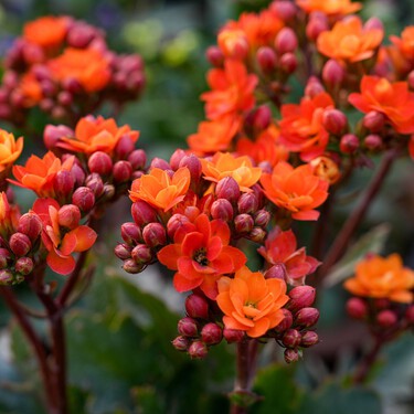Cómo cuidar el kalanchoe: cuánto regarlo y dónde colocarlo para que florezca durante meses