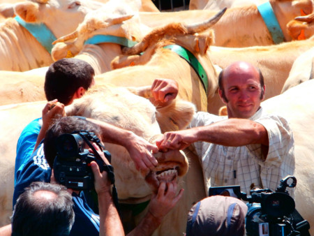Tributo De Las Tres Vacas 7523764