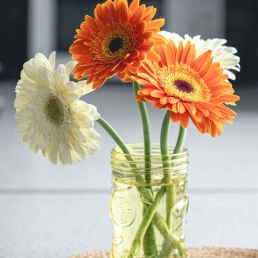 El secreto para que las gerberas no se marchiten en jarrón y duren más de una semana