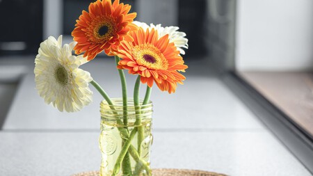 El secreto para que las gerberas no se marchiten en jarrón y duren de una semana