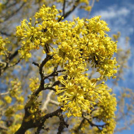 Cornus mas (Cornicabra o Cerezo cornalina)