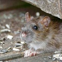 Los expertos en plagas coinciden: "la mejor forma de ahuyentar a las ratas en casa es cultivar estas plantas aromáticas" 