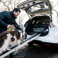 Nissan X-Trail 4Dogs, el crossover donde tus mascotas adorarán pasear