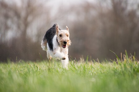 Terrier