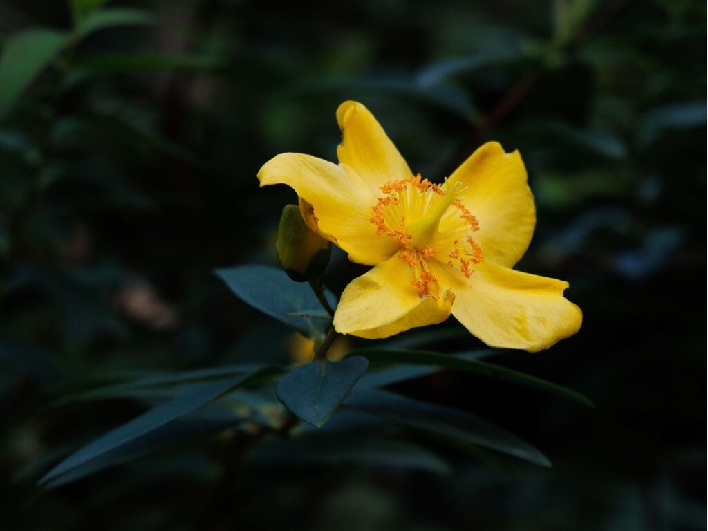 Esta planta de flores amarillas está sustituyendo a los clásicos arbustos en los jardines modernos