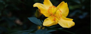 Esta planta de flores amarillas está sustituyendo a los clásicos arbustos en los jardines modernos