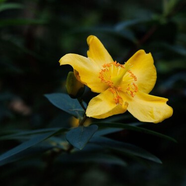 Esta planta de flores amarillas está sustituyendo a los clásicos arbustos en los jardines modernos