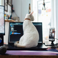 Los veterinarios lo confirman: si los gatos se acuestan en una computadora, no es por el calor, solo buscan llamar la atención 